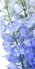 Delphinium flowers. Delphinium flowers.